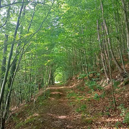 Alojamento de Turismo Selvagem Stary Mlyn *